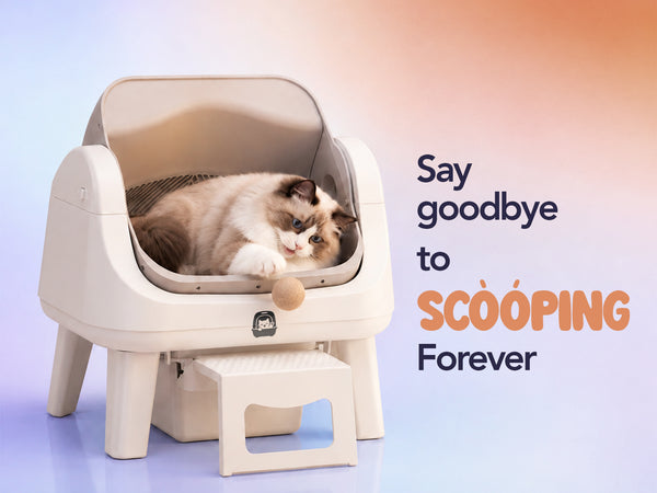 Scooping litter every day is not sustainable